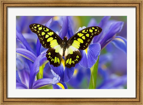 Framed Electric Green Swallowtail Butterfly Print