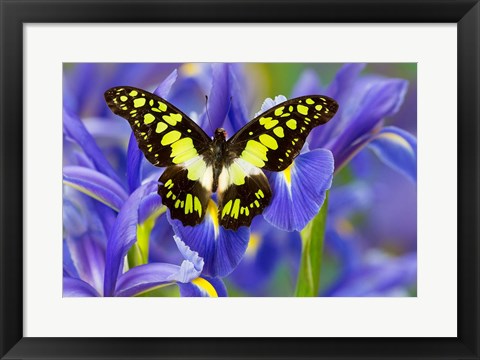 Framed Electric Green Swallowtail Butterfly Print