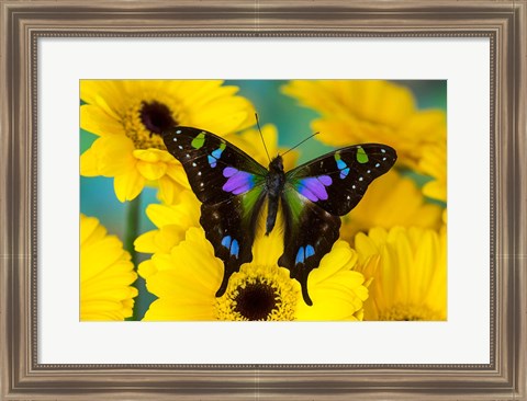 Framed Purple Spotted Swallowtail Butterfly Print