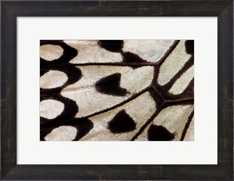 Framed Wing Pattern Of Tropical Butterfly 1 Print