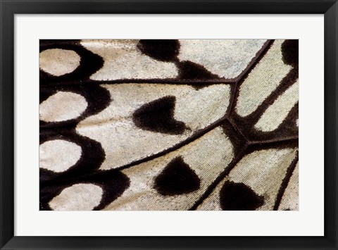 Framed Wing Pattern Of Tropical Butterfly 1 Print