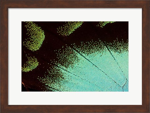 Framed Wing Pattern Of Tropical Butterfly 4 Print