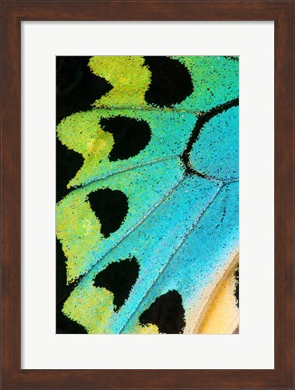 Framed Wing Pattern Of Tropical Butterfly 5 Print