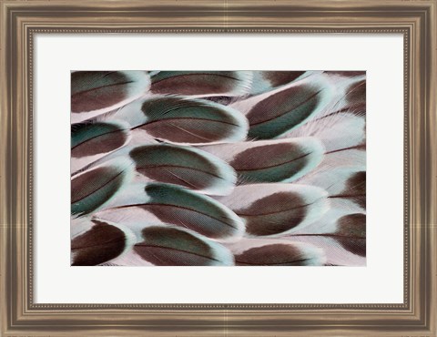 Framed Parakeet Wing Feather Design Print