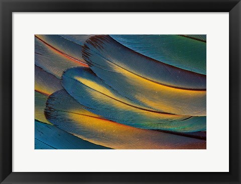 Framed Scarlet Macaw Wing Feathers Fan Design Print