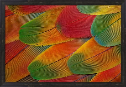 Framed Harlequin Macaw Wing Feather Design Print