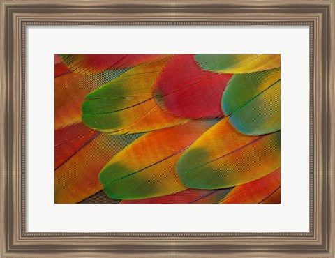 Framed Harlequin Macaw Wing Feather Design Print