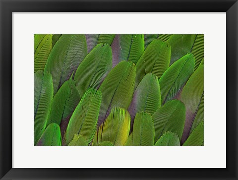 Framed Green Wing Feathers Of A Parrot Print