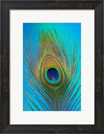 Framed Male Peacock Display Tail Feathers 1 Print