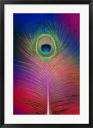 Framed Male Peacock Display Tail Feathers 2 Print