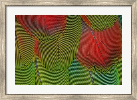 Framed Breast Feathers Of Harlequin Macaw Print