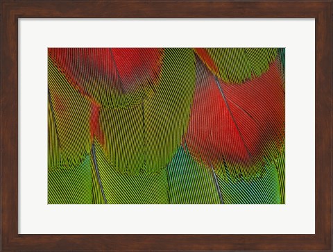 Framed Breast Feathers Of Harlequin Macaw Print