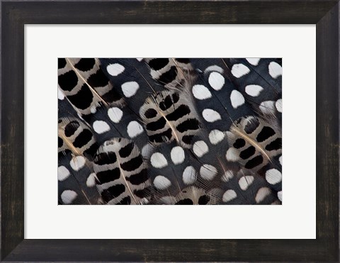 Framed Spots Of White On Mearns Quails Feather Design Print