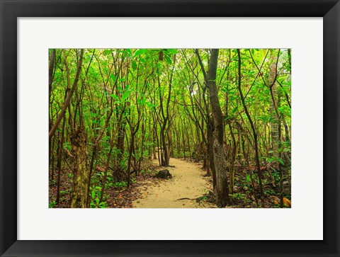 Framed Protected Bird Rookery, Half-Moon Caye, Lighthouse Reef Atoll, Belize Print