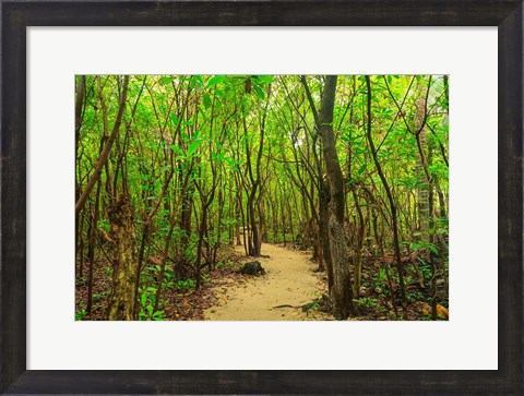 Framed Protected Bird Rookery, Half-Moon Caye, Lighthouse Reef Atoll, Belize Print