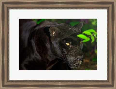 Framed Black Jaguar, Belize City, Belize Print