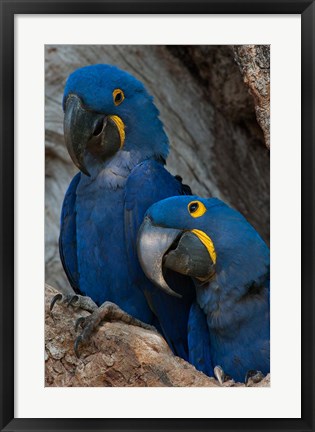 Framed Brazil, Pantanal Wetlands, Hyacinth Macaw Mated Pair On Their Nest In A Tree Print