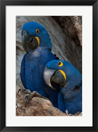 Framed Brazil, Pantanal Wetlands, Hyacinth Macaw Mated Pair On Their Nest In A Tree Print