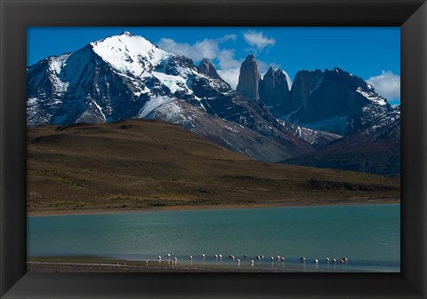 Framed Chilean Flamingo On Blue Lake, Torres Del Paine NP, Patagonia Print