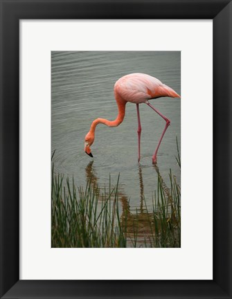 Framed Greater Flamingo, Punta Moreno Isabela Island Galapagos Islands, Ecuador Print