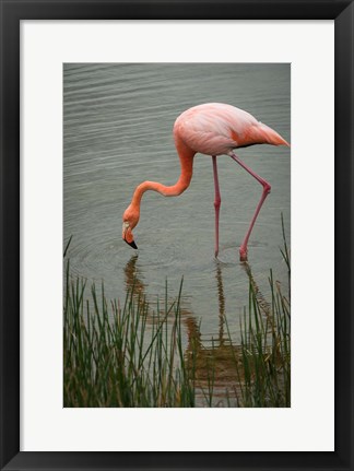 Framed Greater Flamingo, Punta Moreno Isabela Island Galapagos Islands, Ecuador Print