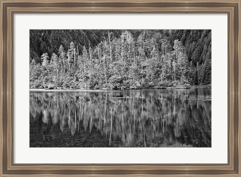 Framed Alaska, Inside Passage, Reflecting Trees Print