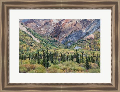 Framed Alaska, Fall Foliage, Sheep Mountain Print