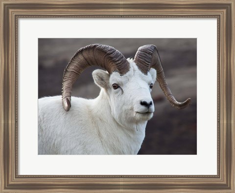 Framed Alaska, Denali, National Park, Big Horn Sheep Print