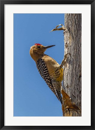 Framed Arizona, Sonoran Desert Male Gila Woodpecker On Ocotillo Print