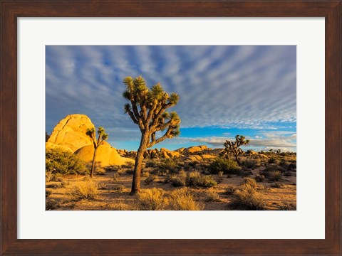 Framed Joshua Tree National Park, California Print