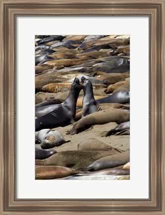 Framed Northern Elephant Seals Fighting, California Print