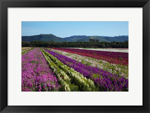 Framed Santa Barbara Flower Fields, California Print