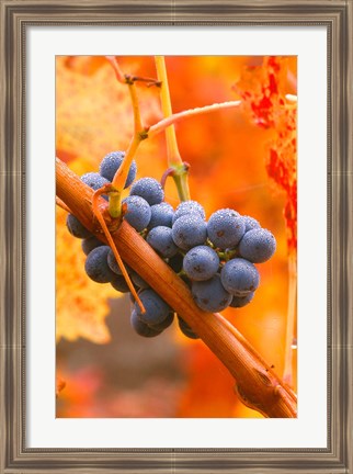 Framed Dew Covered Grapes In Napa Valley Print