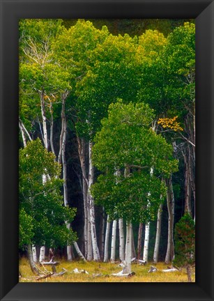 Framed Pre-Autumn Aspens Print