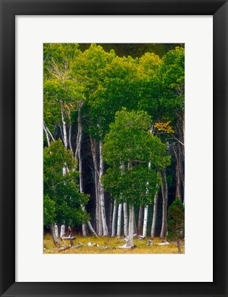 Framed Pre-Autumn Aspens Print