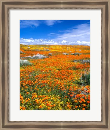 Framed California Poppy Reserve Near Lancaster, California Print