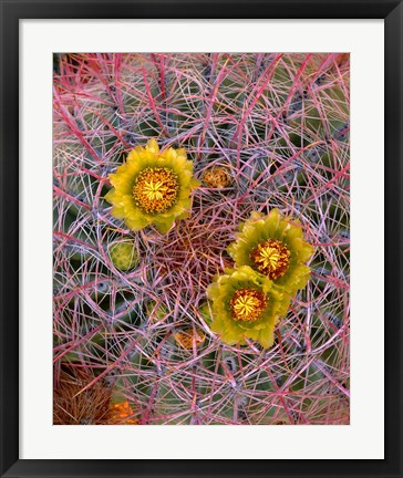 Framed Close Up Of California Poppies Print