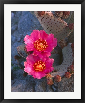 Framed Cactus Flowers In Spring Print