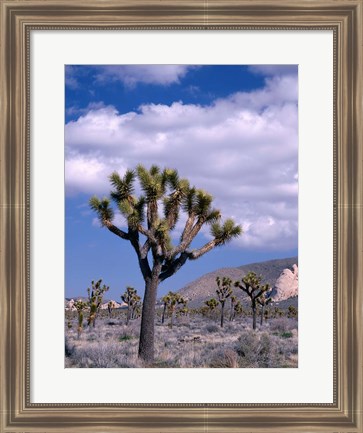 Framed California, Joshua Tree NP, Near Hidden Valley Print