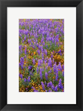 Framed Californian Poppies And Lupine Print