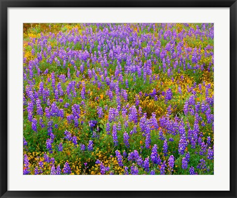 Framed Carrizo Plain National Monument Lupine And Poppies Print