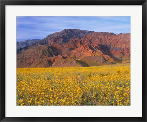 Framed Black Mountains And Desert Sunflowers, Death Valley NP, California Print