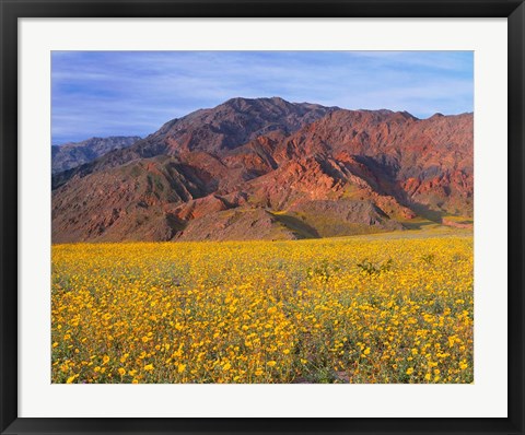 Framed Black Mountains And Desert Sunflowers, Death Valley NP, California Print