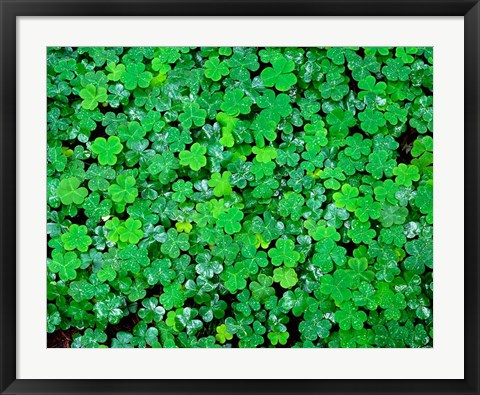 Framed Spring Growth Of Wood Sorrel After Rain Print