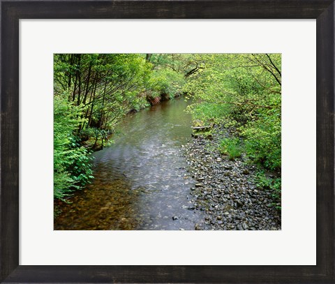 Framed Prairie Creek, California Print