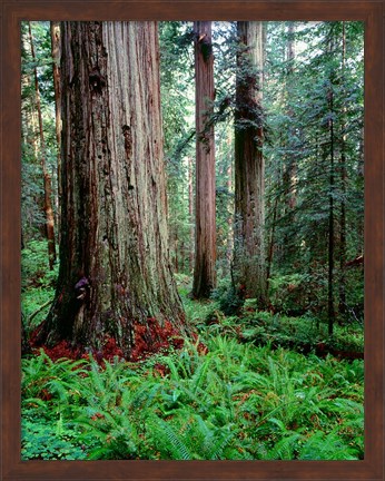 Framed Prairie Creek Redwoods Sp, California Print