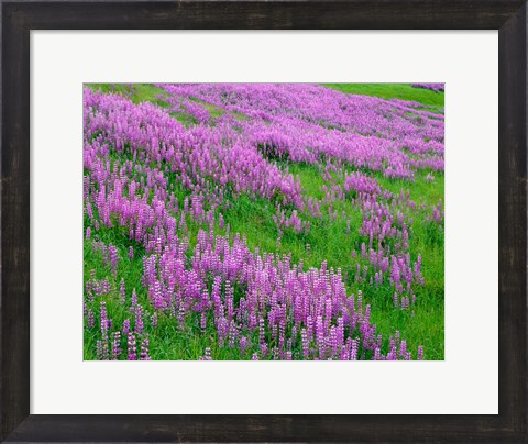 Framed Spring Lupine Meadow In The Bald Hills, California Print