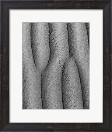 Framed Animal Tracks In The Valley Dunes, California (BW) Print