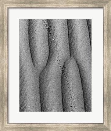 Framed Animal Tracks In The Valley Dunes, California (BW) Print