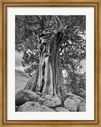 Framed California, High Sierra Juniper Tree (BW) Print